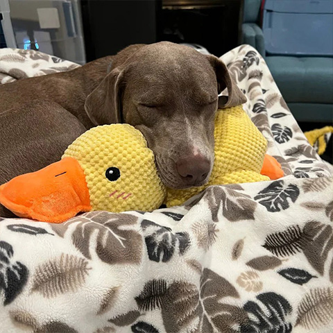 50% OFF 🔥 Calming Duck Toy 2026