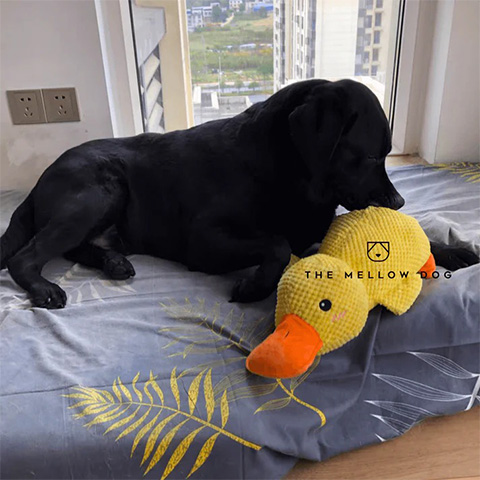 50% OFF 🔥 Calming Duck Toy 2026